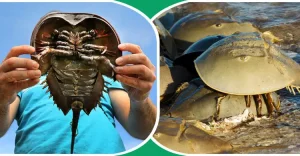 যে প্রাণী নিজের রক্ত দিয়ে প্রাণ বাঁচিয়েছে হাজারো মানুষের 