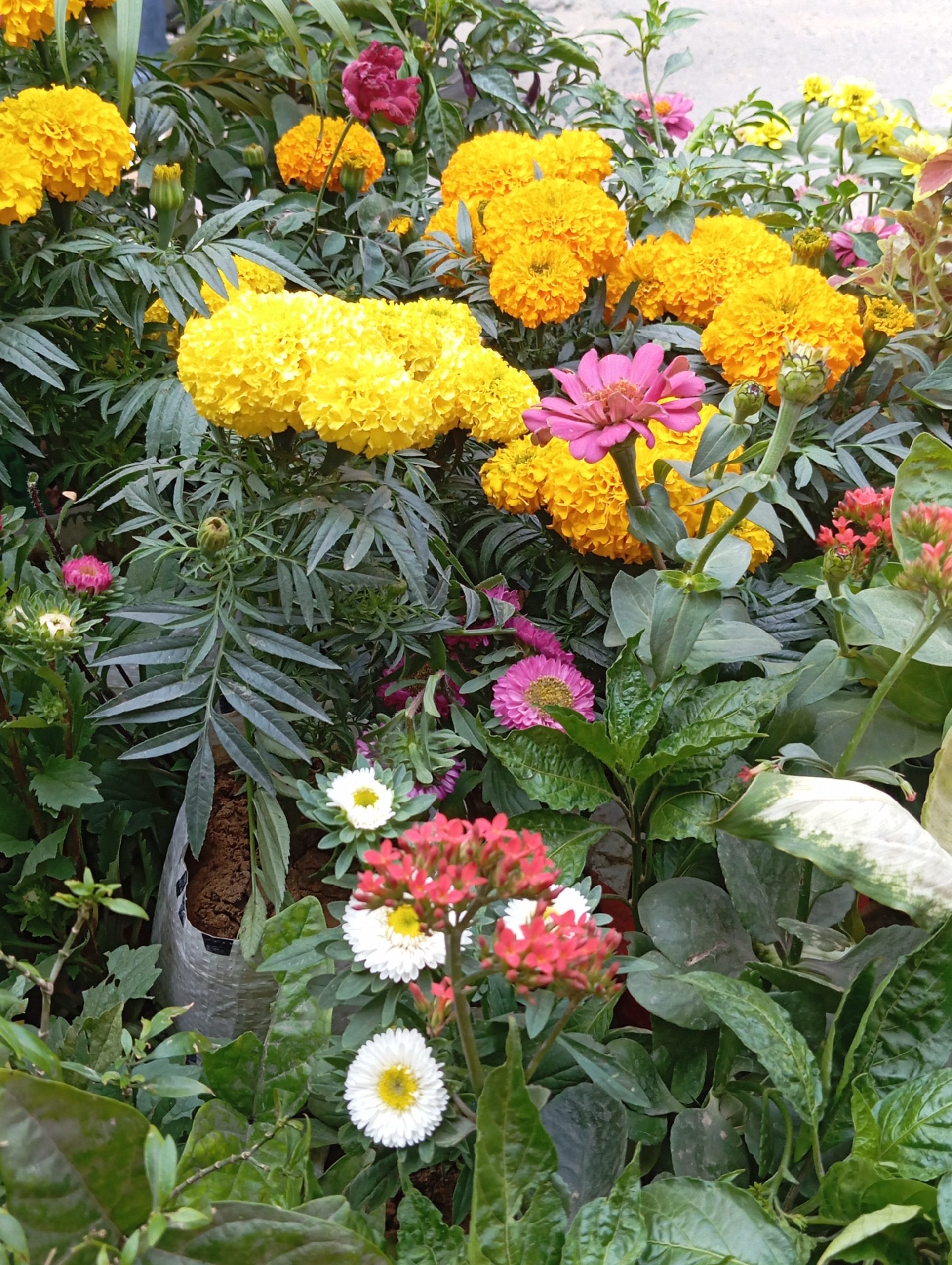 সৈয়দা নাজিফা আক্তার