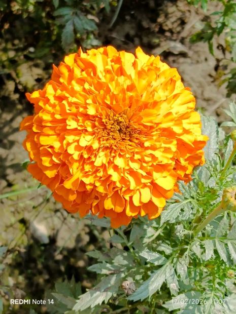 সাদিয়া আক্তার