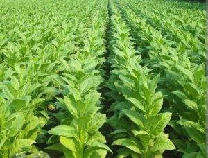 তামাকের রাজ্য: বিপন্ন কক্সবাজার ও বান্দরবান ​